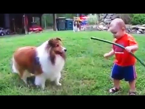 DOGS LOVE BABIES (FULL) 🐶😛 Cute BABYSITTING Dogs [Funny Pets]