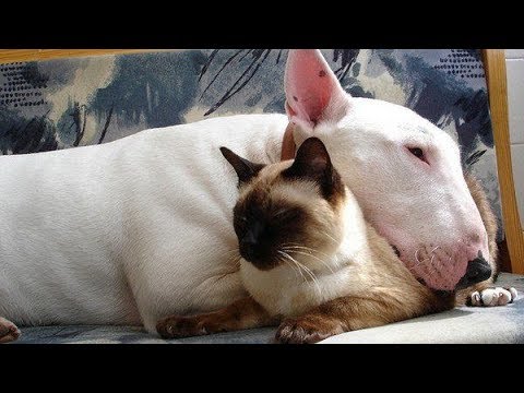 FUNNY DOG Bull Terrier and CAT Videos Cats vs Dogs Compilation
