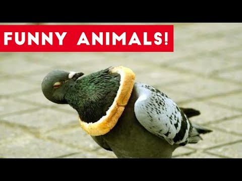 Funniest Pets of the Week Compilation August 2017 | Funny Pet Videos