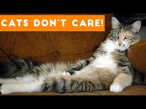 Cats Don’t Care Cute Animal Compilation |  Funny Pets Videos 2017