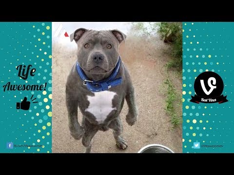 Try Not To Laugh or Grin Funny Animals Compilation – Funny Dogs, Funny Cats Videos 2017