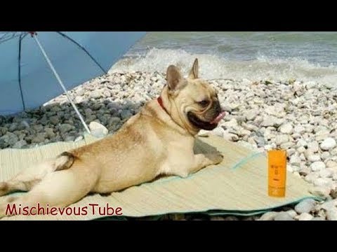 Try Not to Laugh or Grin: Funny Dogs Compilation – Funny Dog Videos  – Funny Dog Vines