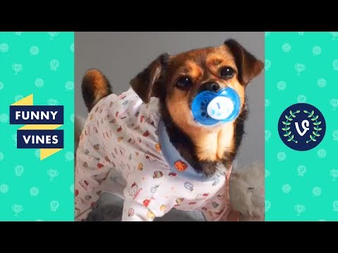 Top Cute Animal Pet Videos Compilation 2017 | Funny Vines