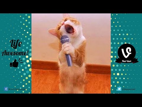 Try Not to Laugh or Grin Funny Animals Vines Compilation | Best Funny Dogs & Cats Videos 2017