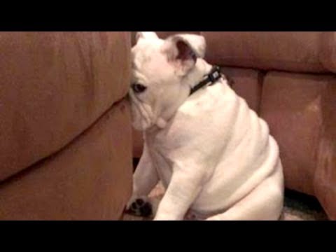 YOU’LL LAUGH ALL DAY LONG – Ultimate FUNNY and CUTE GUILTY DOGS