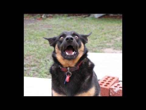 German Shepherds Are The Best! Funny Dogs vs Owners 2017