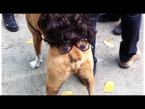 DOGS Will Make You Remember and LAUGH All Day!!! – World’s Funniest Dog Videos – Mkls