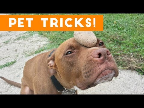 Funniest Smart Pets and Animal Tricks of 2017 Compilation | Funny Pet Videos