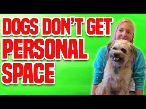 Dogs Don’t Get Personal Space | Funny Dog Compilation