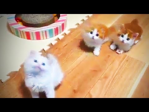 Funny Dogs  🐶 😍 Cute Dogs Being Funny (Part 2) [Funny Pets]
