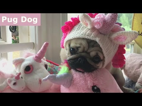 Funniest and Cutest Pug Dog Videos Compilation 2017 [BEST OF]