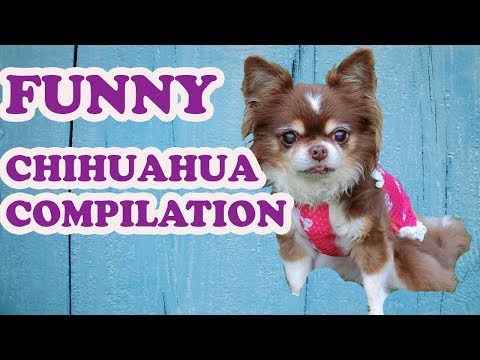 Cute And Funny Dog Chihuahua Puppies Videos Compilation – NEW