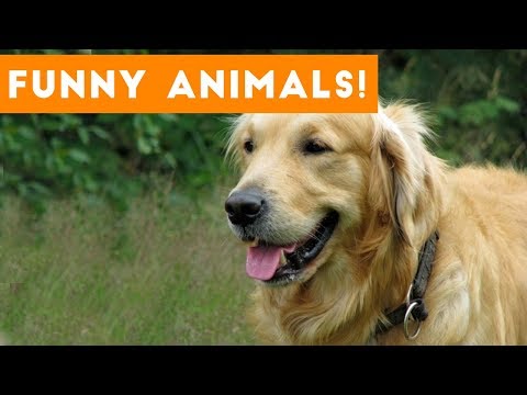 Funniest Pets of the Week Compilation September 2017 | Funny Pet Videos