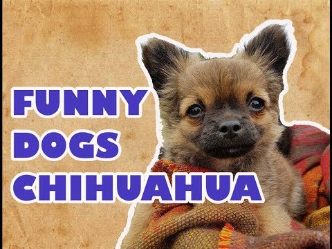 Funny Dogs Chihuahua Videos 2017 Compilation # 10 – Funny Animals