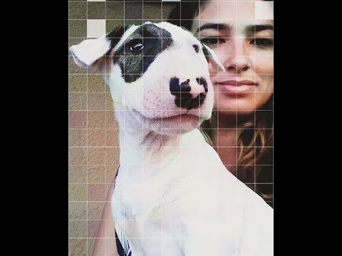 Ultimate Funny And Cute Bull Terrier Dogs Videos Best Funny Dog Vines 2017