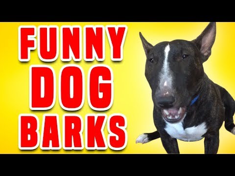 Funny Dogs Barks | Funniest Dogs Compilation