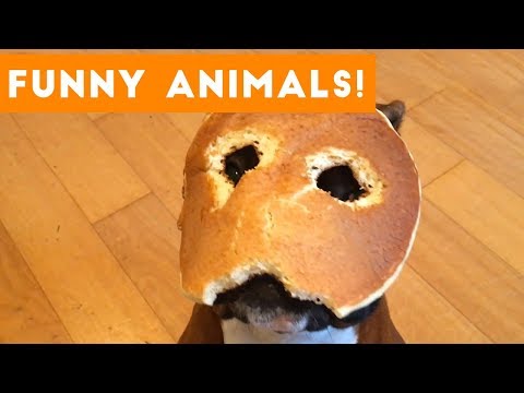 Funniest Pets of the Week Compilation September 2017 | Funny Pet Videos