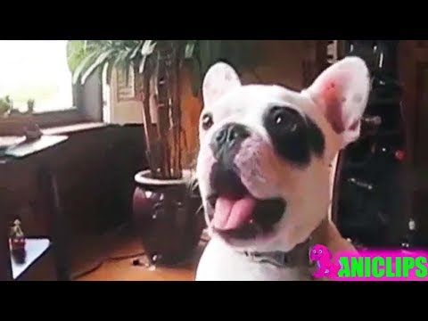 Most Funny Dog Talking Videos Compilation