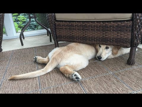 Funniest & Cutest Golden Retriever Videos #106 – Compilation 2017