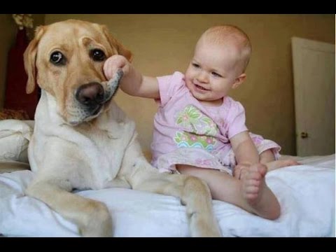 Top 25 Funny Dog Videos Of 2016!!