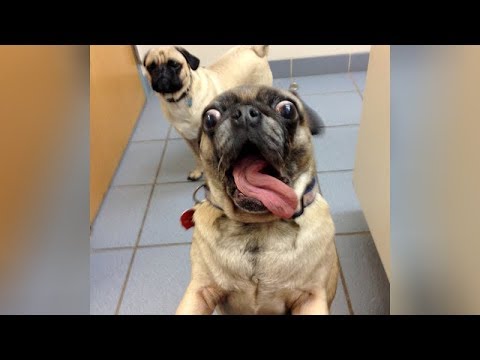 These INSANE DOG SCREAMS will make you LAUGH HARD – Funny DOG compilation