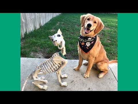 Funny Dogs Compilation 2017 – Best Funny Golden Retriever Videos Ever