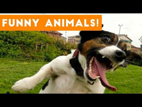 Cutest Pets of the Week Compilation October 2017 | Funny Pet Videos