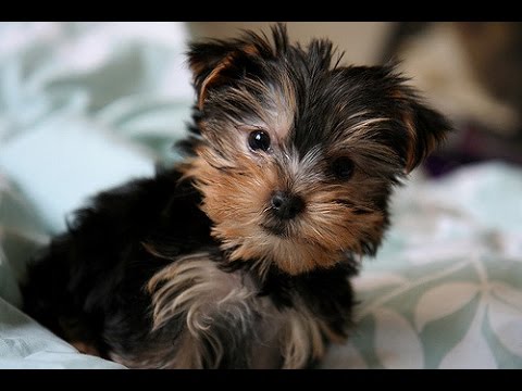 Cutest Yorkies Puppies – A Funny Dogs Videos Compilation 2017