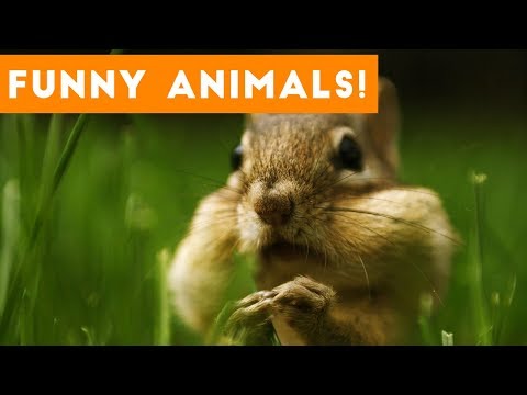 Cutest Pets of the Week Compilation November 2017 | Funny Pet Videos