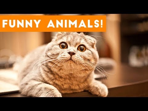 Top 100 Funny Pets on Vine | Cute Animal Videos 2017