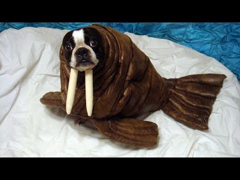 Best Funny and Cute Halloween Costumes for Dog –  Funny Dogs Videos Compilation