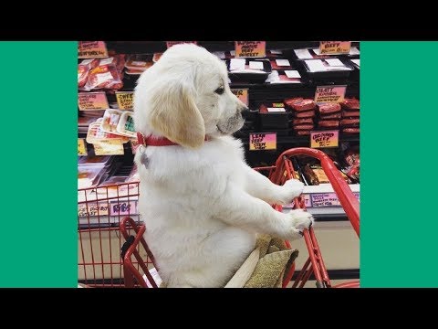 Funniest & Cutest Golden Retriever Videos #98 – Compilation 2017