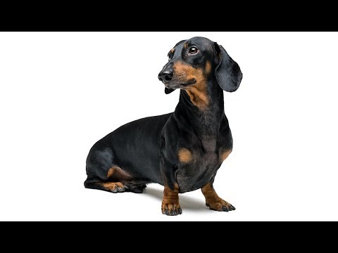 Doxie Din – not just a funny dachshund dog video | Try Not to Laugh on my funny Animal Videos