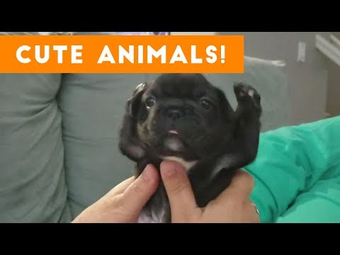 Cutest Pets of the Week Compilation November 2017 | Funny Pet Videos
