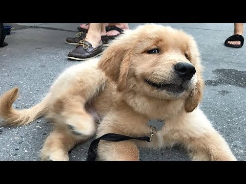 Funniest & Cutest Golden Retriever Videos #99 – Compilation 2017