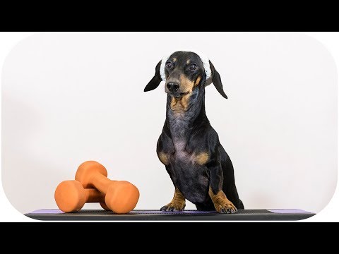 Dachshund dog as fitness trainer – funny pet animal video