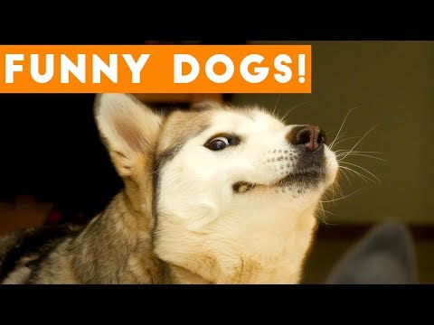 Ultimate FUNNY DOG Compilation | Cute Pets 2017