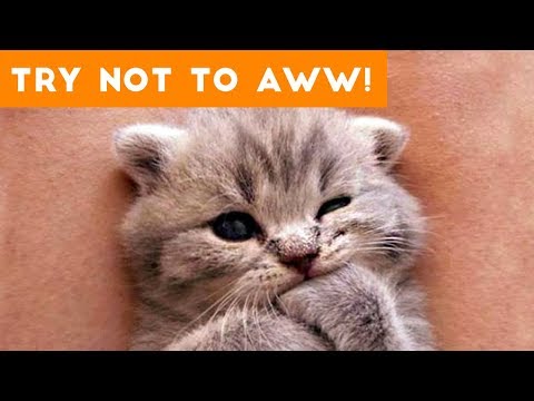 Ultimate Try Not to Aww Compilation of 2017 | Funny Pet Videos