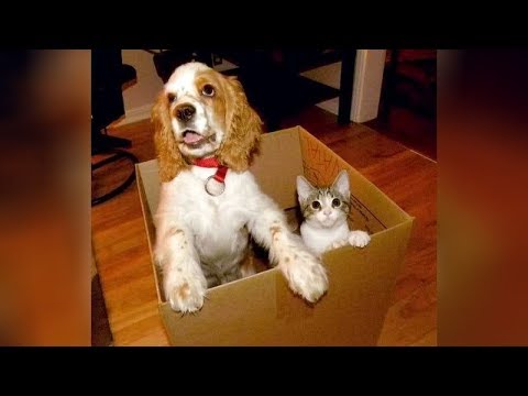 YOU will be OBSESSED with DOGS after watching this – Funny DOG compilation
