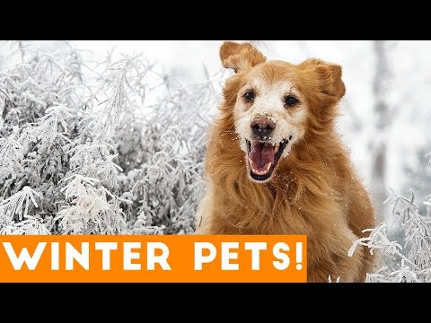 Funniest Winter Pet Video Compilation December 2017 | Funny Pet Videos