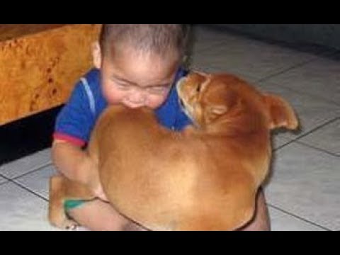 100% guaranteed that THESE DOGS will IMPROVE your MOOD – Funny DOG compilation