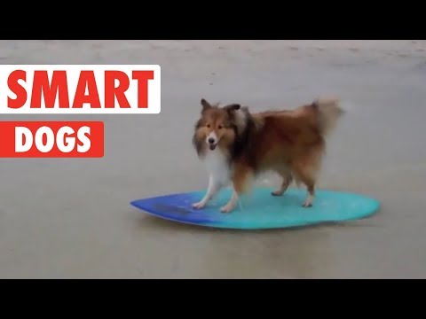Smart Dogs | Funny Dog Compilation 2017