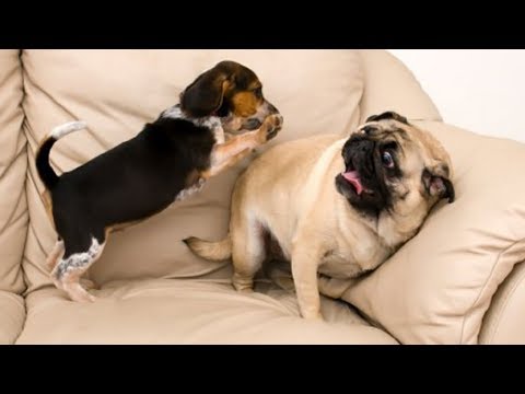 Funny and Cutest Pugs Videos Compilation, Try Not To Laugh Dogs Videos, Animals TV