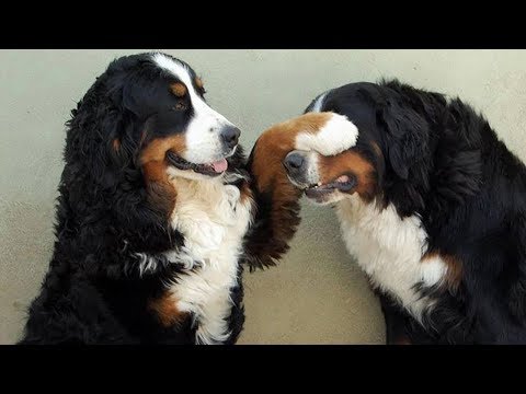 Funny Bernese Mountain Dog Compilation