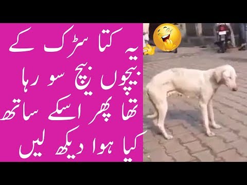 funny dog is sleeping center on the road , pakistani funny videos , try not to laugh