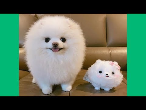 Funny & Cute Pomeranian Puppies Videos – Baby Dogs Videos Compilation 2017
