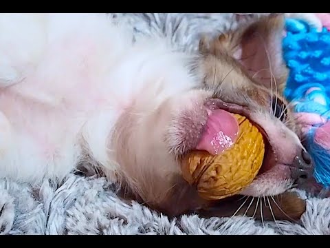 Funny Dogs Video Compilation