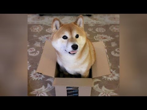 BEST DOG videos you’ve EVER SEEN – Funny DOG videos