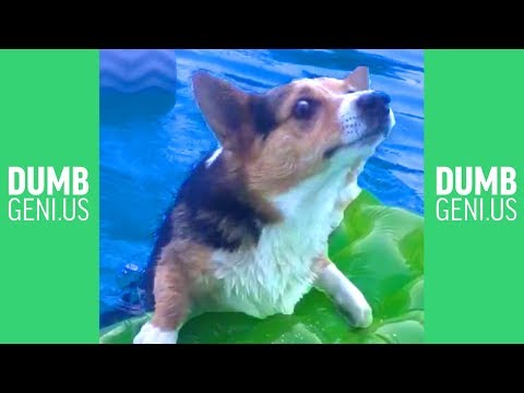 ULTIMATE Cute Funny Dog Compilation | DOGS ARE AWESOME Dumb Genius 2017
