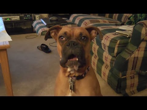 IMPOSSIBLE TO HOLD YOUR LAUGH – Extremely FUNNY DOG compilation